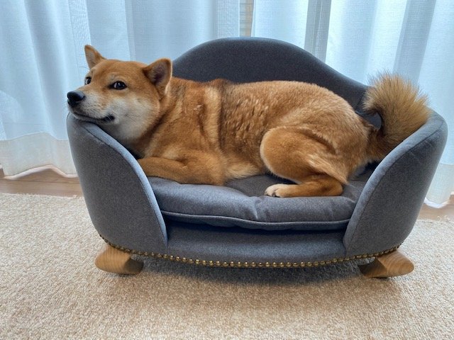 犬用ソファをつくりました  シノハラ製作所スタッフブログ  株式会社シノハラ製作所